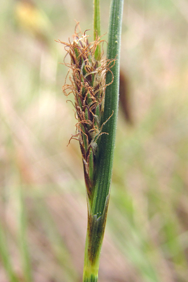 Изображение особи Carex distans.