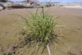 Cyperus esculentus. Цветущее растение. Испания, Каталония, пров. Жирона, комарка Баш Эмпорда, муниципалитет Тороэлья-де-Монгри, пляж Фонольера (la Fonollera), переходная зона между маршевым лугом и тыловым склоном дюны, бессточное микропонижение. 11.09.2026.