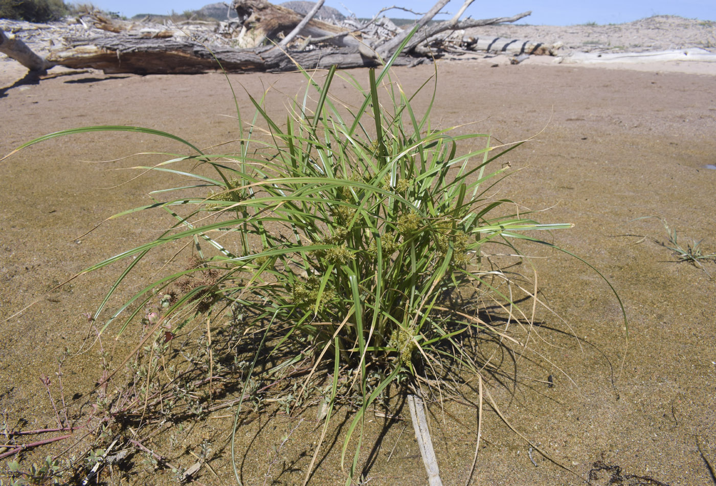 Image of Cyperus esculentus specimen.
