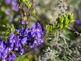 Aconitum kusnezoffii. Соцветие с цветками (внизу) и созревающими плодами (в верхней части). Приморский край, Спасский р-н, окр. ж.-д. ст. Кнорринг, на лугу. 15.09.2026.