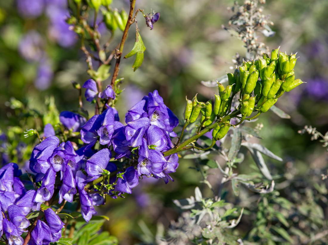 Image of Aconitum kusnezoffii specimen.