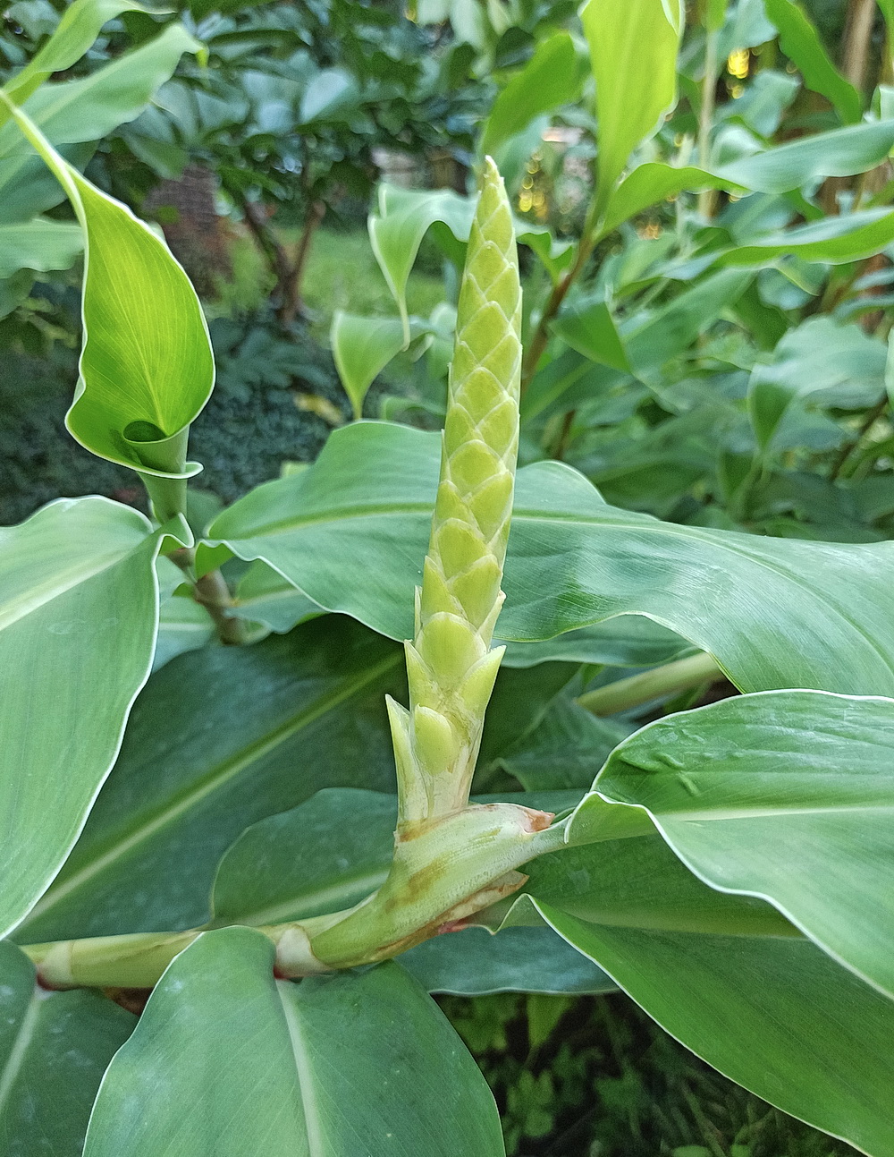 Image of familia Zingiberaceae specimen.