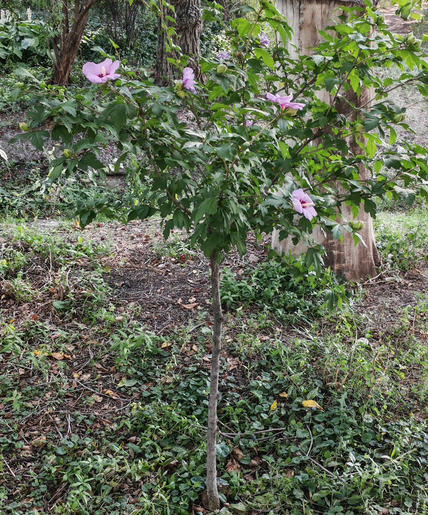 Изображение особи Hibiscus syriacus.