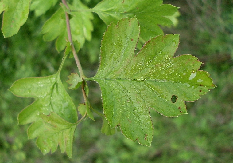 Image of Crataegus monogyna specimen.