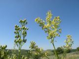 Silene chersonensis. Соплодие (слева) и соцветия (справа). Днепропетровская обл., балка в верховьях р. Самоткани. 04.06.2011.