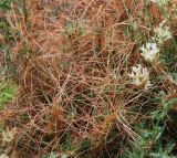genus Cuscuta