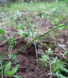 Galium triandrum