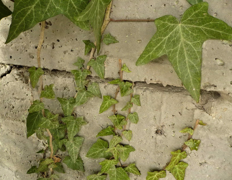 Image of Hedera helix specimen.