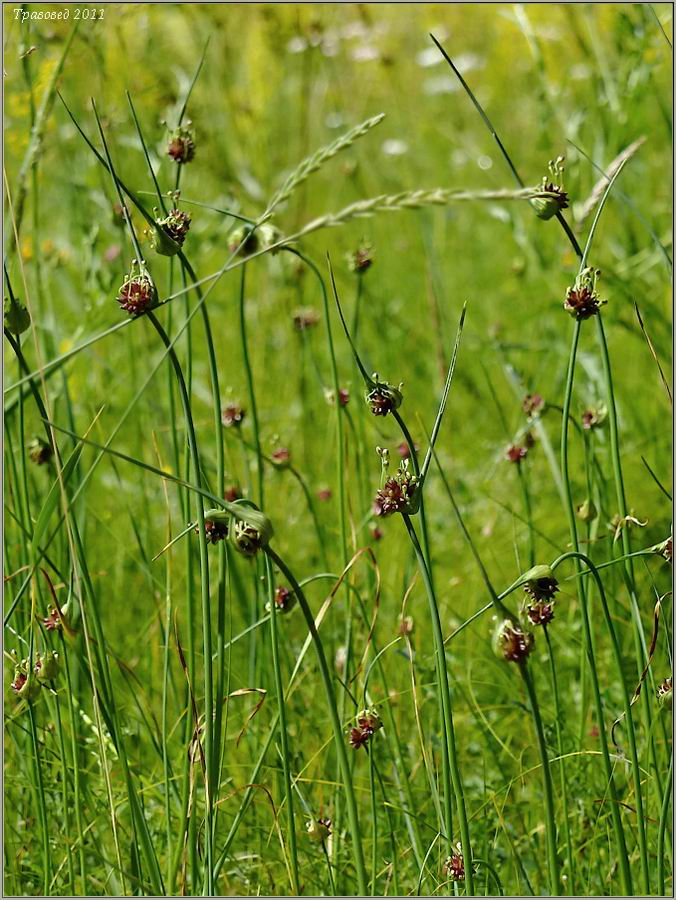 Image of Allium oleraceum specimen.