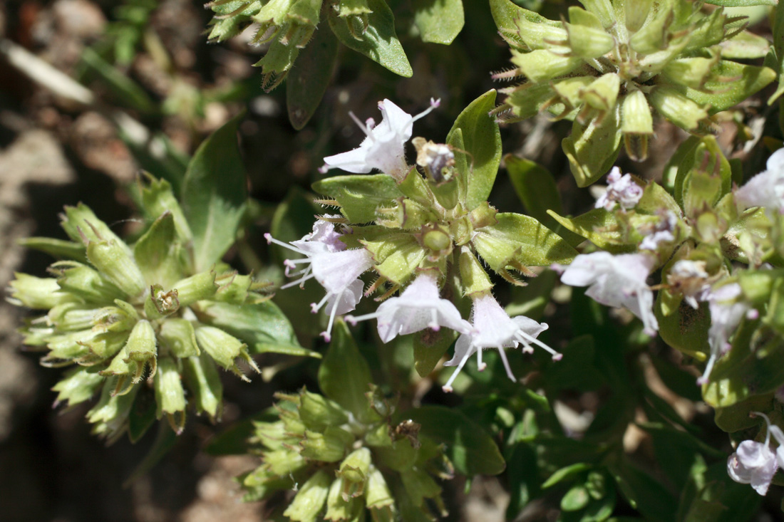 Изображение особи Thymus incertus.