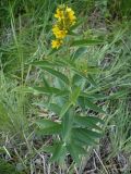 Lysimachia vulgaris. Цветущее растение. Новосибирская обл., Карасукский р-н, с. Благодатное, заболоченная поляна колка. 18.07.2011.