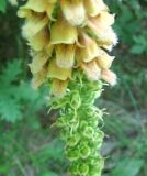 Digitalis schischkinii