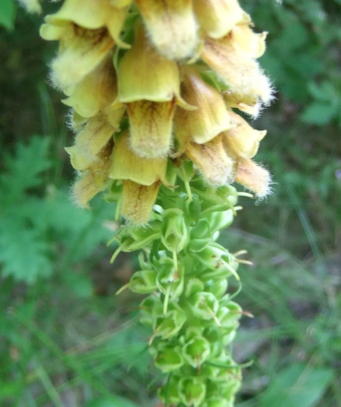 Изображение особи Digitalis schischkinii.