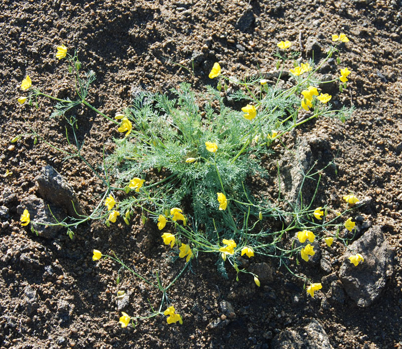 Image of Hypecoum erectum specimen.