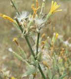 Chondrilla juncea