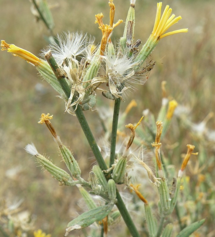 Изображение особи Chondrilla juncea.