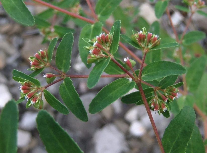 Image of Euphorbia nutans specimen.