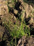 Isolepis setacea. Цветущее растение. Горный Крым, г. Чёрная. 25 августа 2011 г.