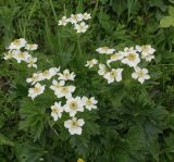 Anemonastrum villosissimum