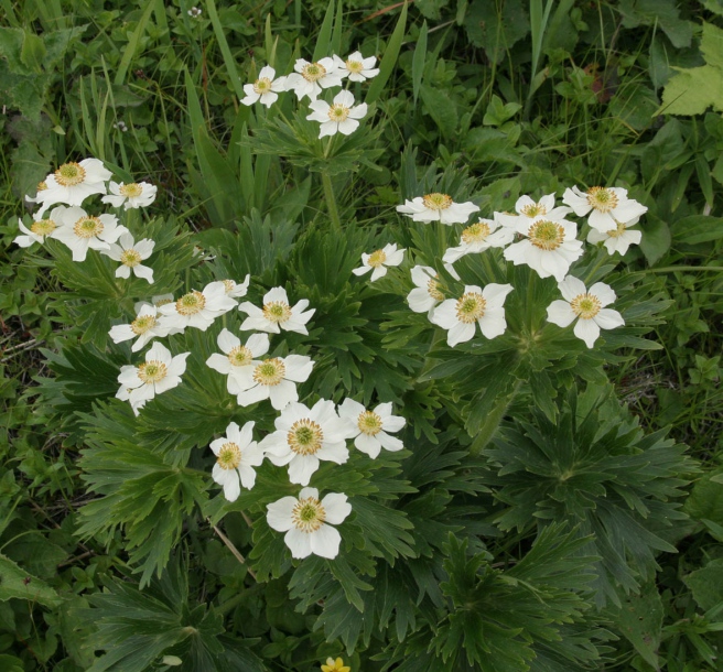 Изображение особи Anemonastrum villosissimum.