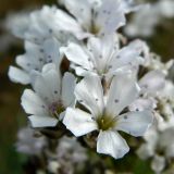 Gypsophila uralensis. Цветки. Полярный Урал, берег Лагортаю. 31.07.2011.