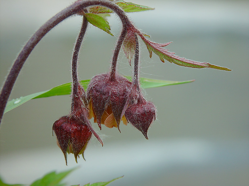 Image of Geum rivale specimen.