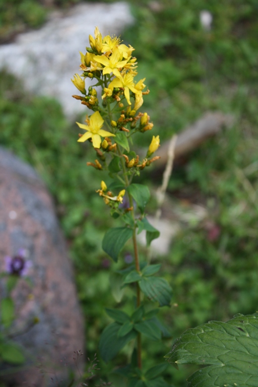 Изображение особи Hypericum hirsutum.