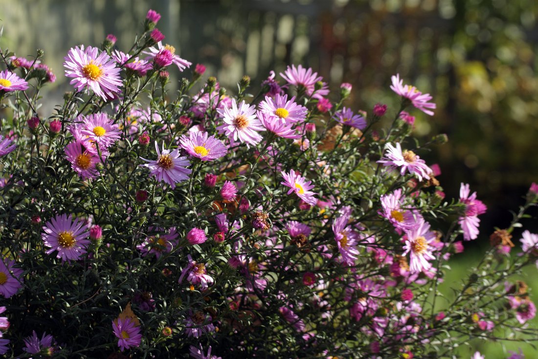 Image of Symphyotrichum &times; versicolor specimen.