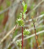 Salix vinogradovii. Женские соцветия. Казахстан, Актюбинская обл., Иргизский р-н, барханы южнее р. Иргиз. 25.04.2011.