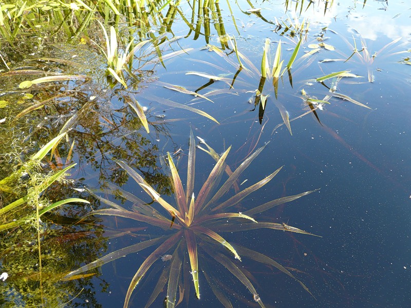Растительность в озере