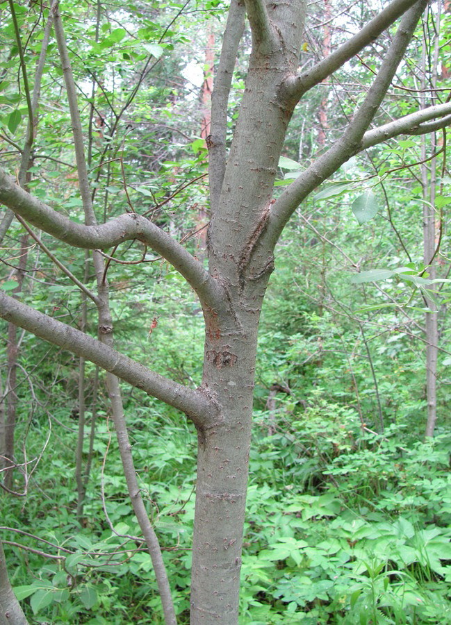 Image of Salix &times; reichardtii specimen.