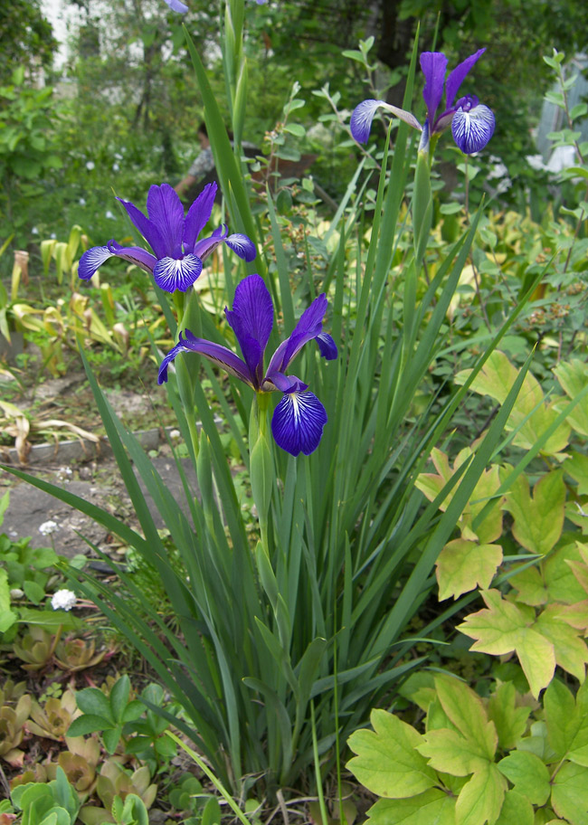 Image of Iris prilipkoana specimen.