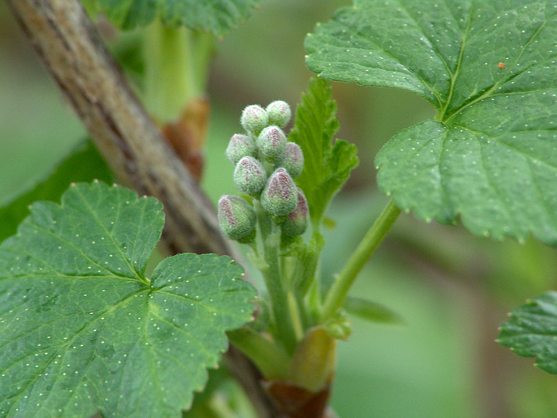 Изображение особи Ribes nigrum.