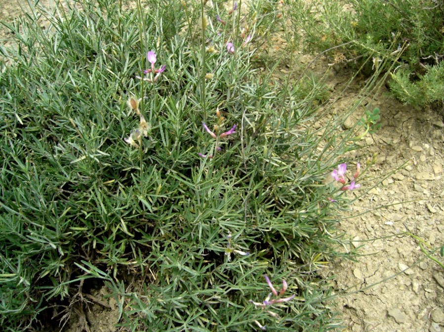 Image of Astragalus podolobus specimen.