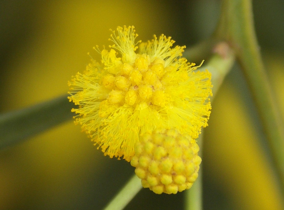 Image of Acacia saligna specimen.