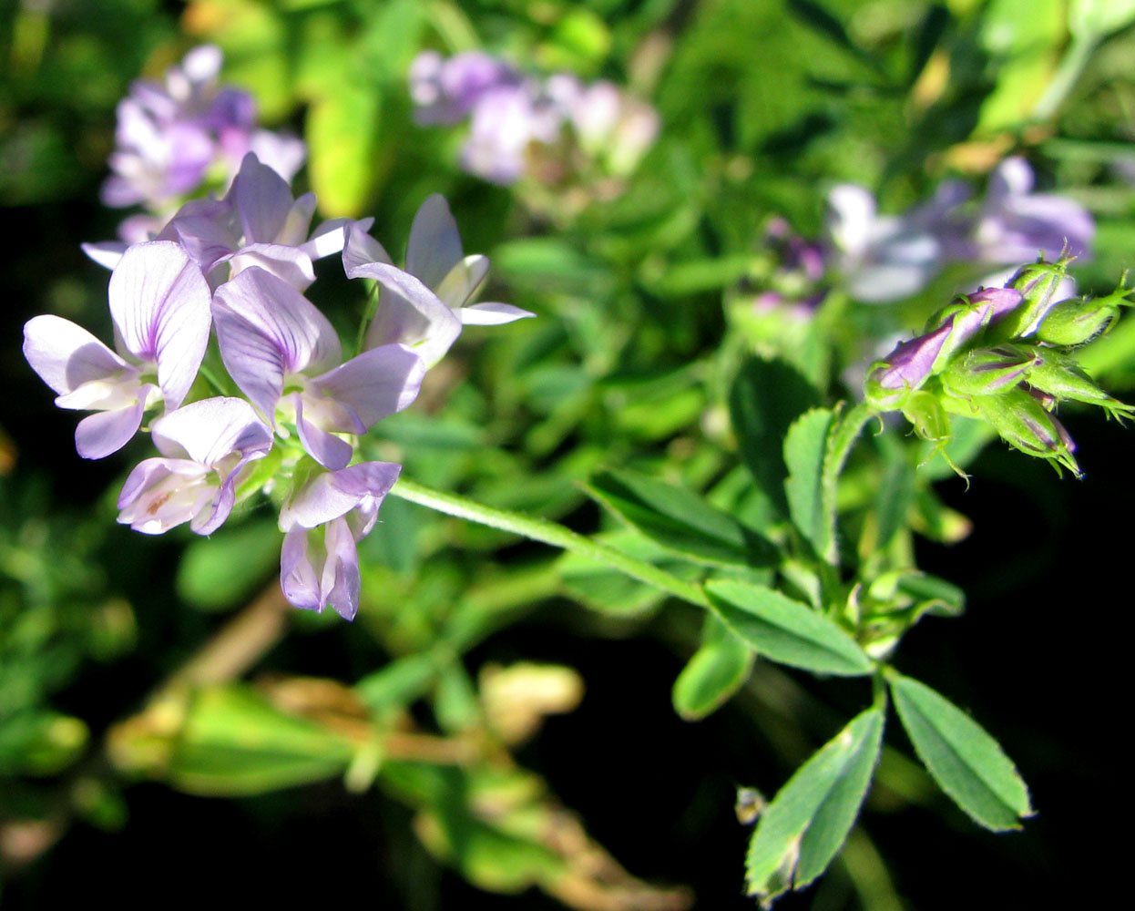 Image of Medicago sativa specimen.