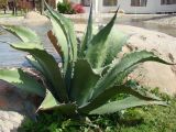 род Agave