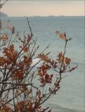 Quercus pubescens. Ветви с сухой листвой. Черноморское побережье Кавказа, Новороссийск, южнее мыса Шесхарис, над приморским обрывом. 18 декабря 2009 г.