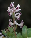 Corydalis ledebouriana. Соцветие. Казахстан, Угамский хребет, бассейн р. Сайрамсу. 30.04.2006.