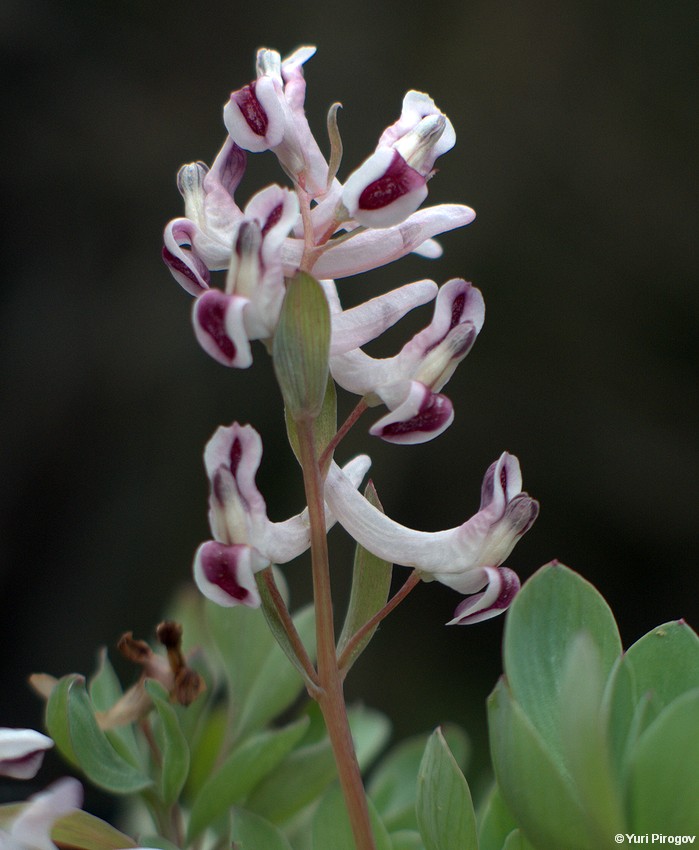 Image of Corydalis ledebouriana specimen.