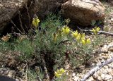 Linaria pedicellata. Цветущие растения. Карагандинская обл., Жанааркинский р-н, горы Актау, каменистый склон. 16 мая 2010 г.