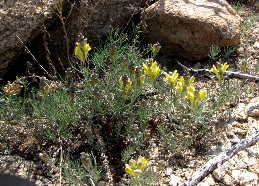 Image of Linaria pedicellata specimen.