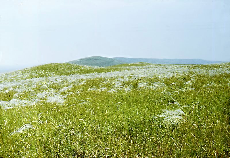 Изображение особи род Stipa.