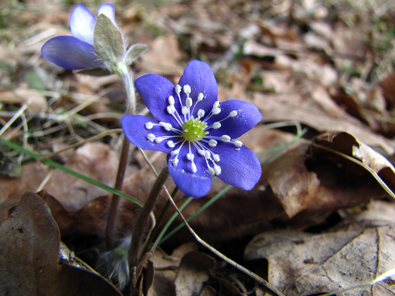 Изображение особи Hepatica nobilis.