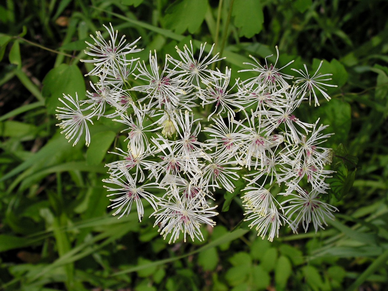 Изображение особи Thalictrum contortum.