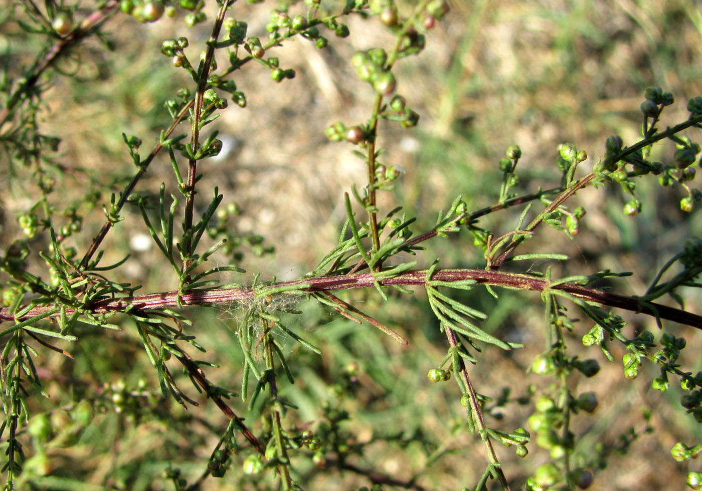 Изображение особи Artemisia scoparia.