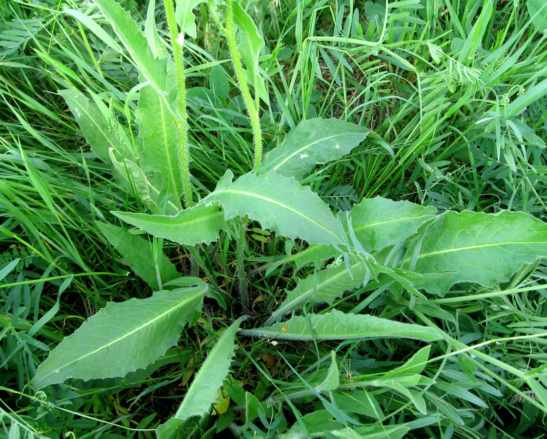 Image of Bunias orientalis specimen.