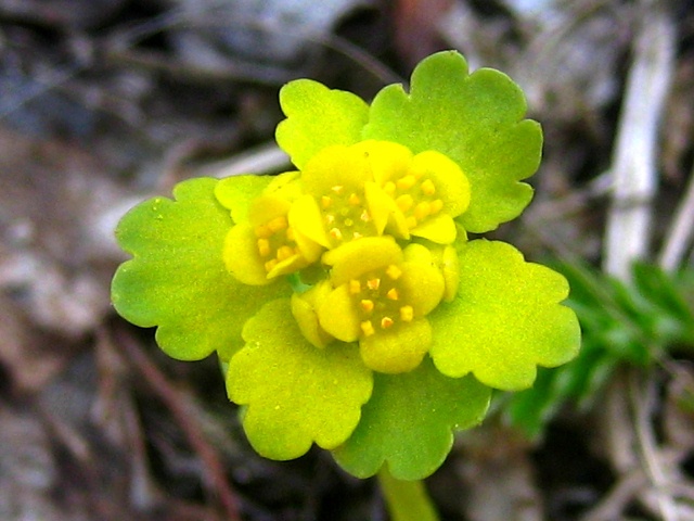 Изображение особи Chrysosplenium sibiricum.