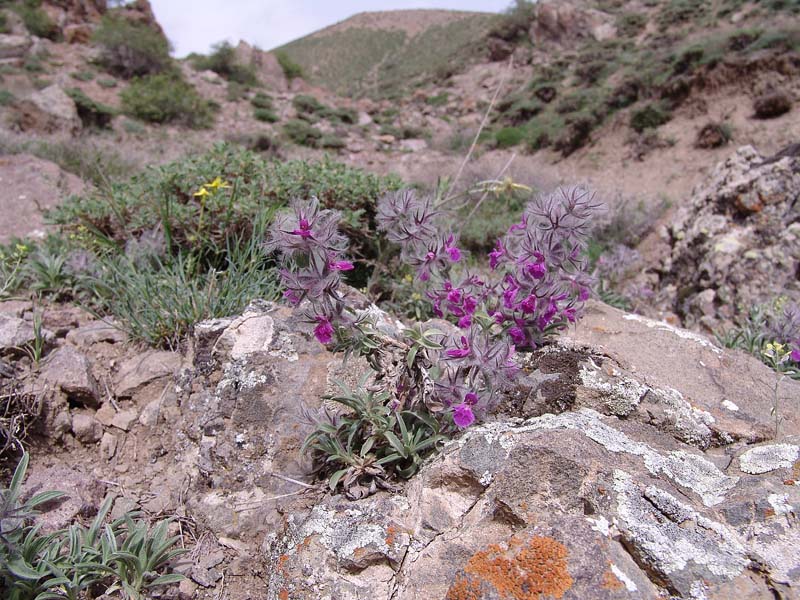 Image of Stachys lavandulifolia specimen.