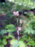 Zigadenus sibiricus